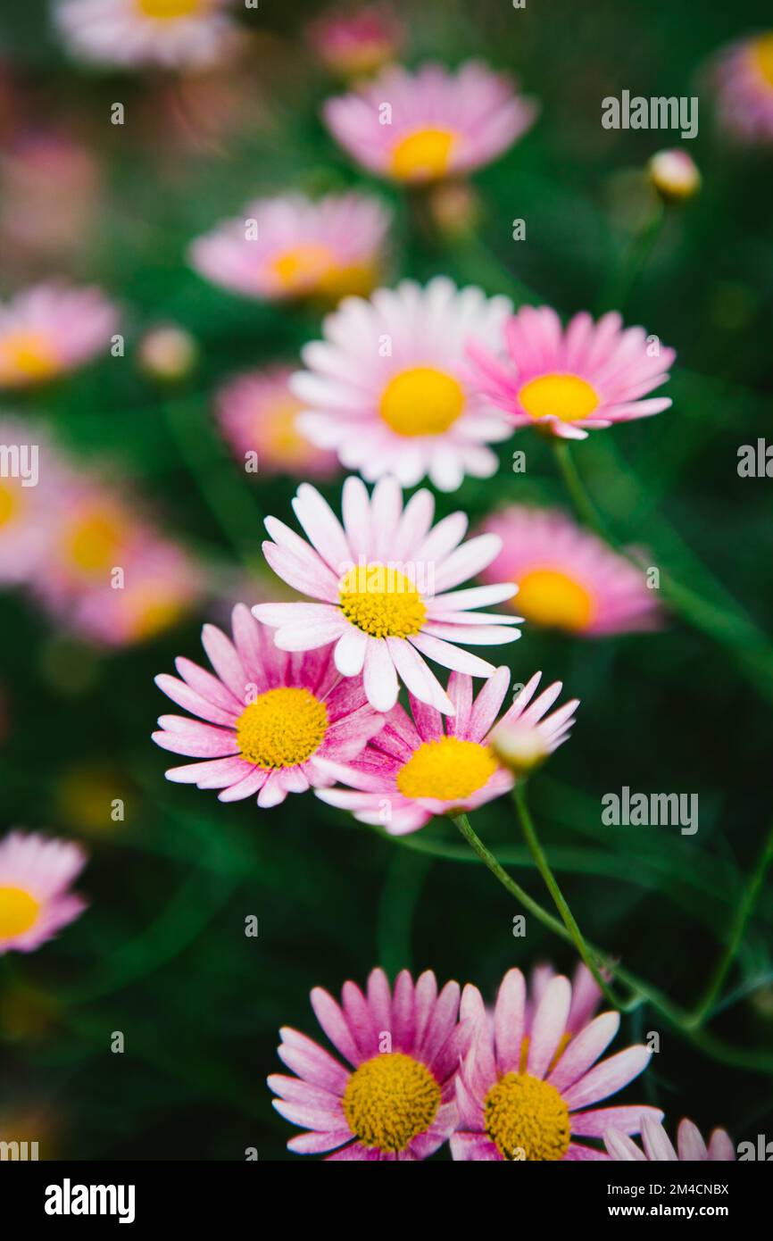 Pink and white daisies with yellow center in garden life Stock Photo