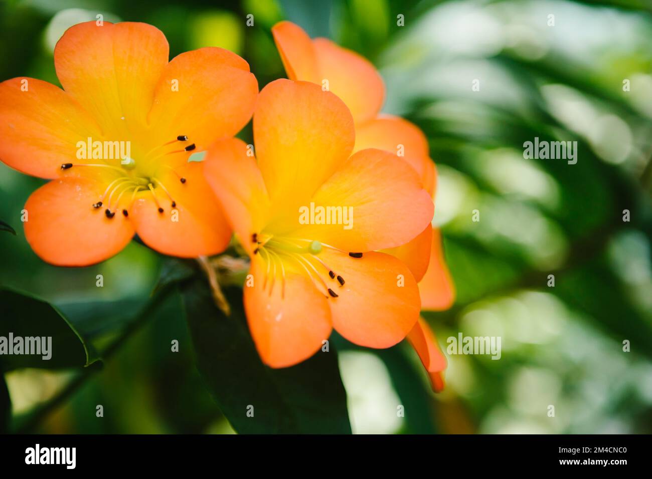 Orange tropical flowers hires stock photography and images Alamy