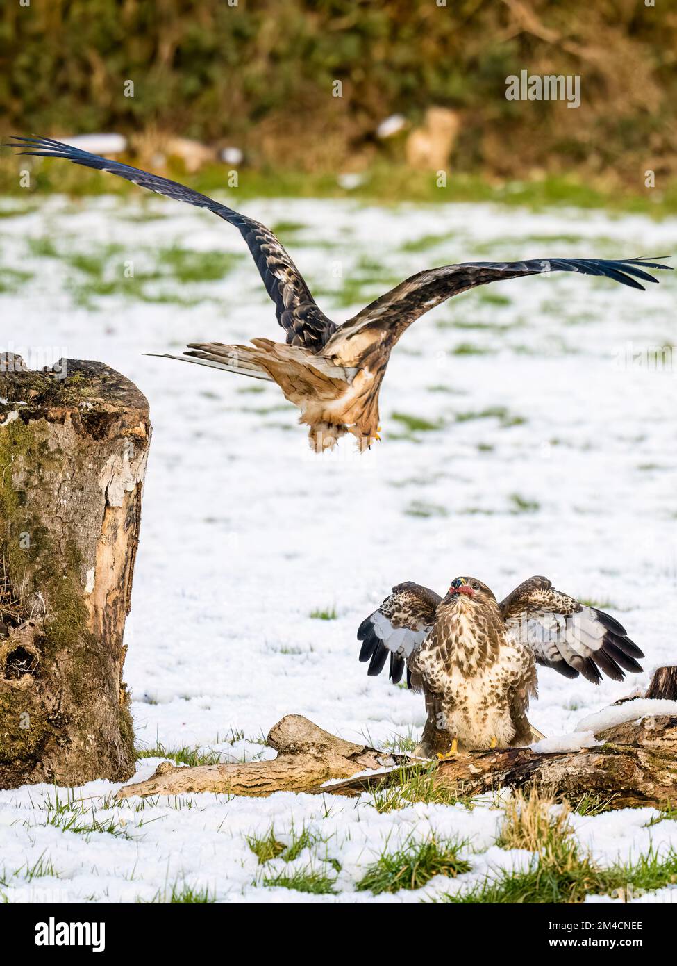 Common  buzzard and red kite in snow in mid Wales Stock Photo