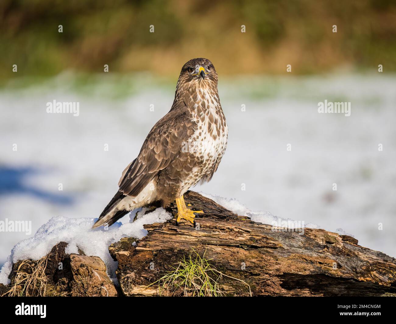 Common buzzard in snow in winter in mid Wales Stock Photo