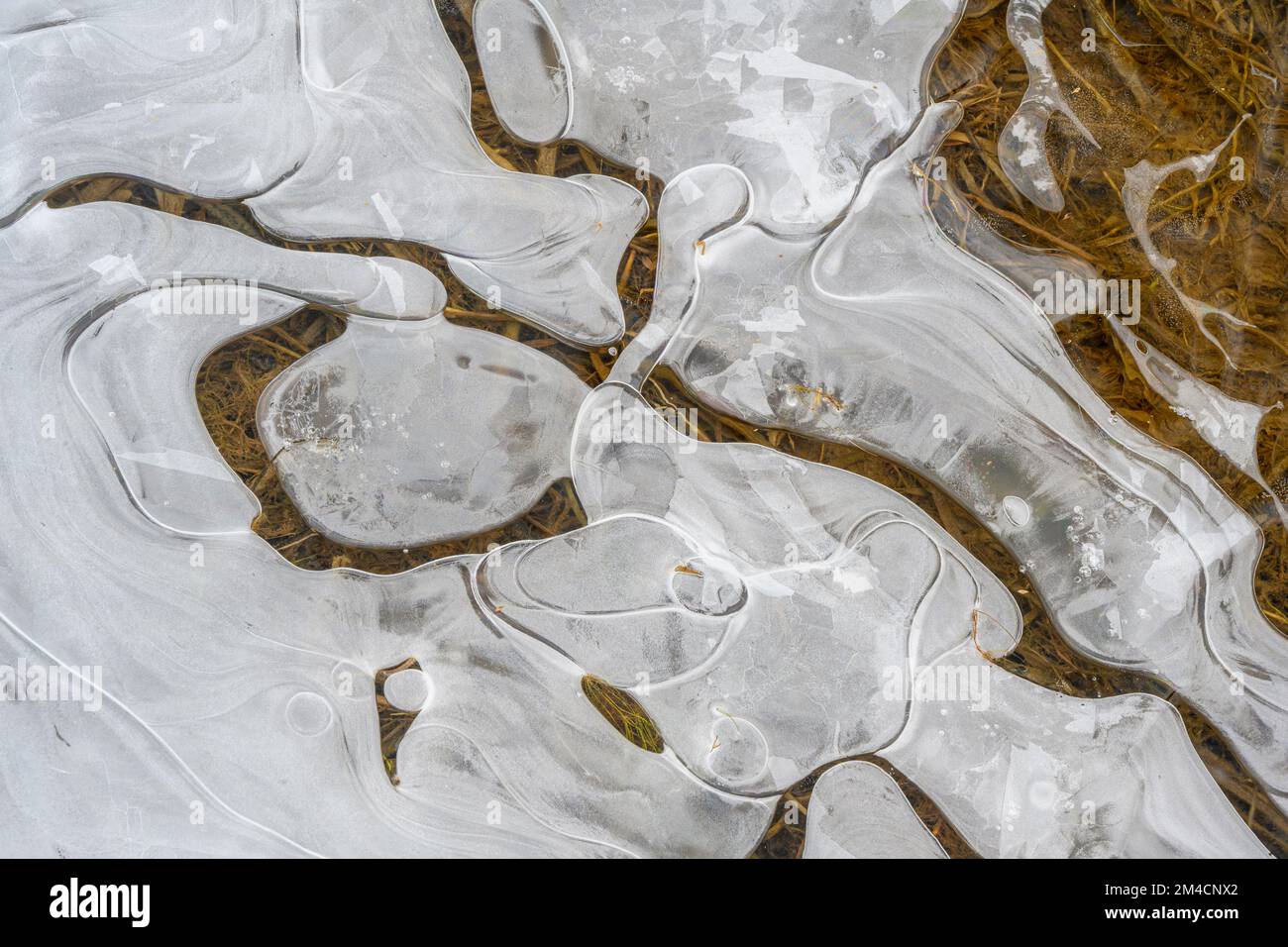 Ice Edge Pattern Ice patterns at the edge of a beaver pond, Greater Sudbury, Ontario ...