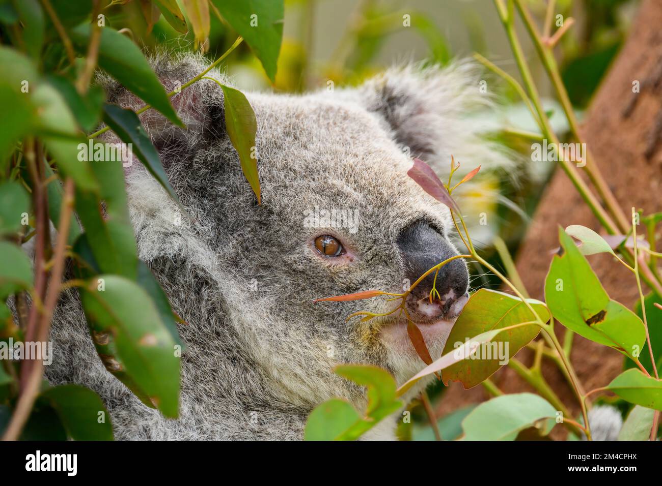 Koala in Sydney, Australia looks out from a section of dense bushland. Stock Photo