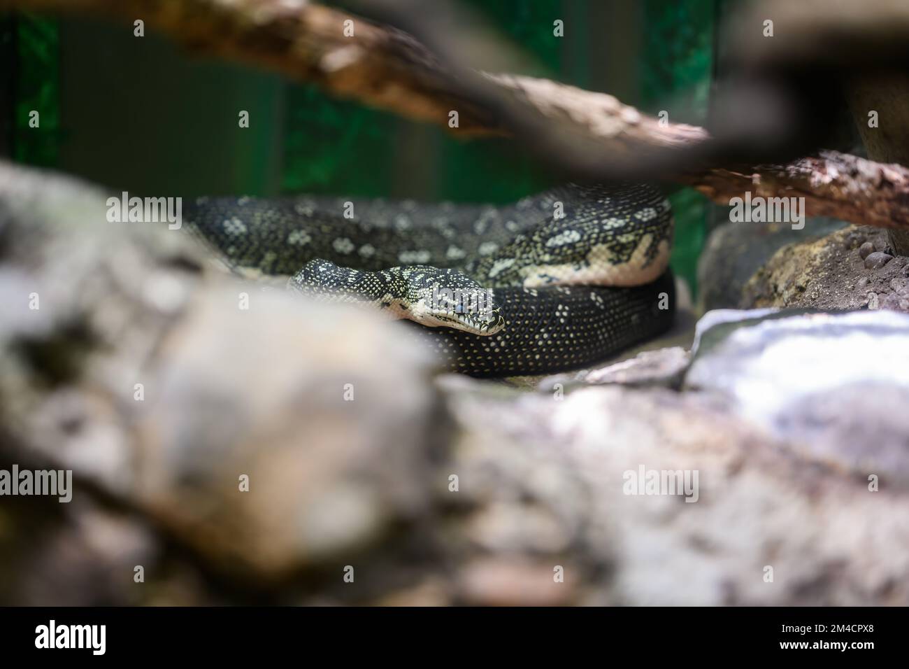 Python in a reptile house at a zoo in Sydney, Australia coiled in its ...
