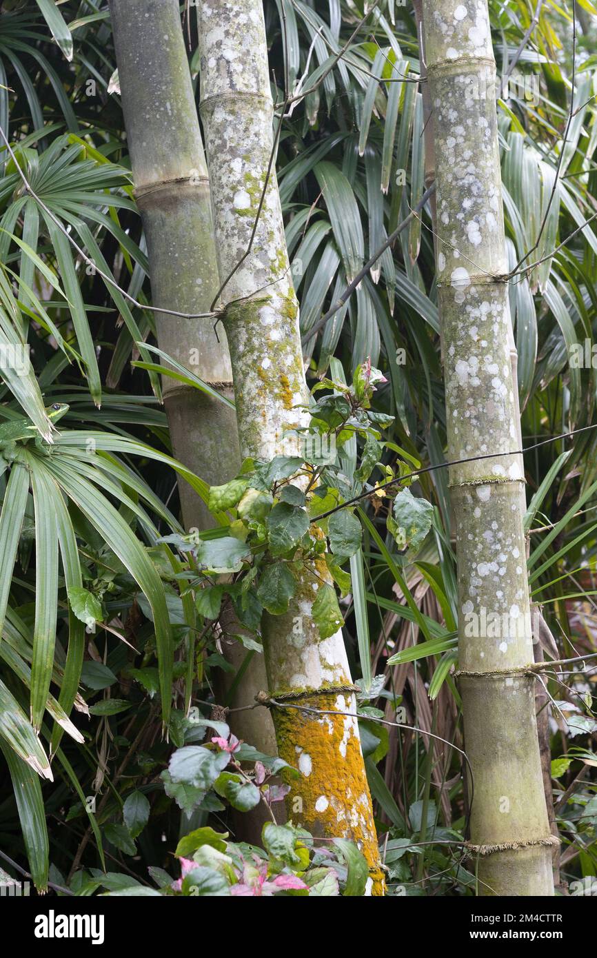 Dendrocalamus asper 'Betung Hitam' - Black Asper Bamboo. Stock Photo
