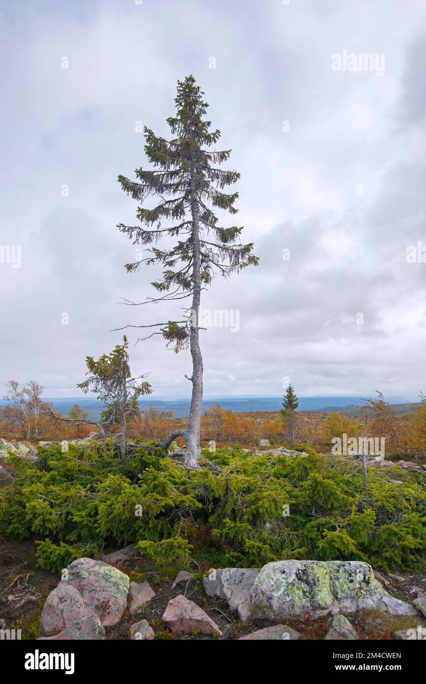 Old Tjikko, 9,550 year-old Norway spruce on Fulufjället Mountain, oldest living Picea abies, Fulufjaellet National Park, Dalarna, Sweden Stock Photo