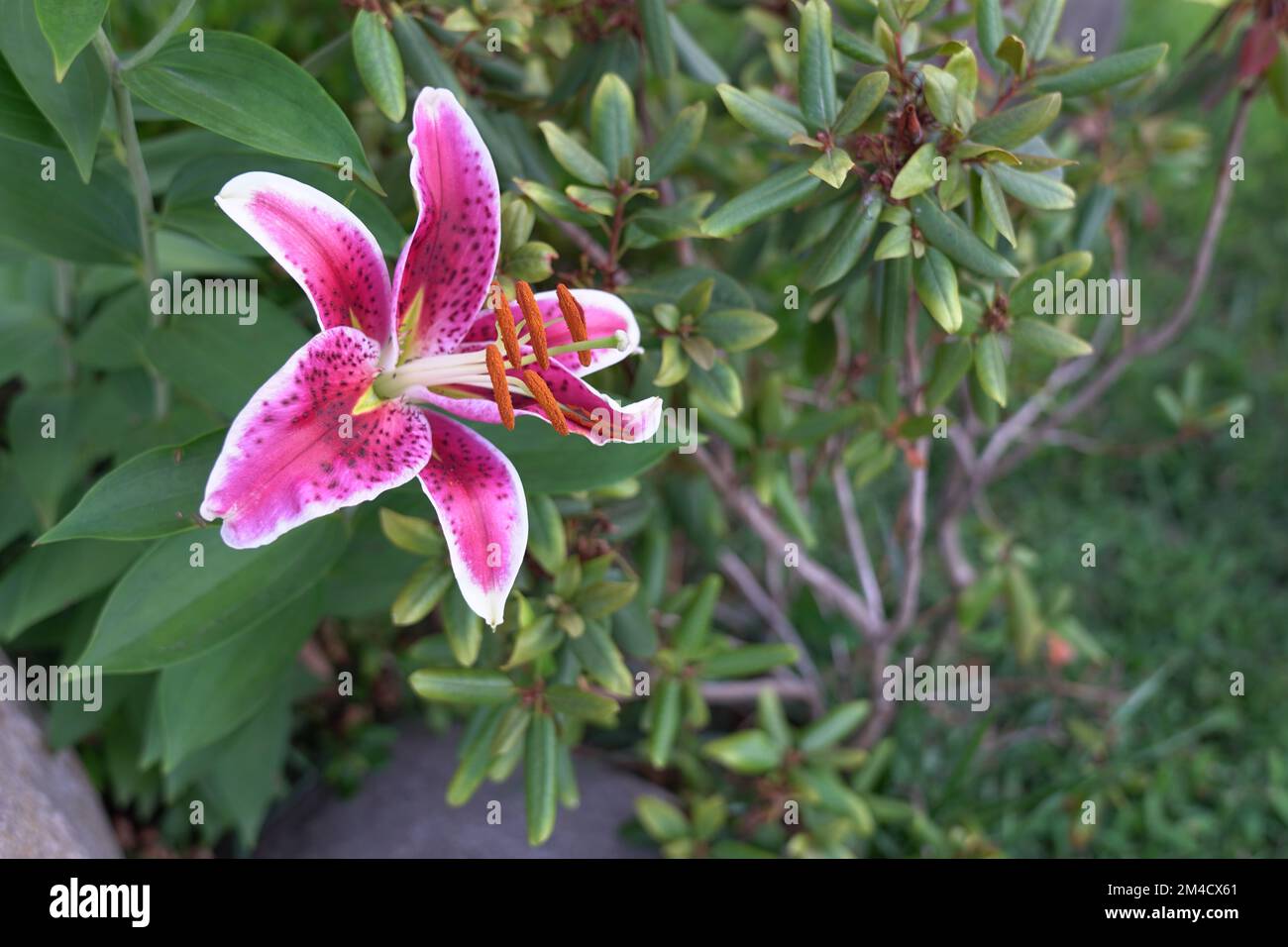 The macro shot of a Lilium speciosum flower blooming in the greenery Stock Photo