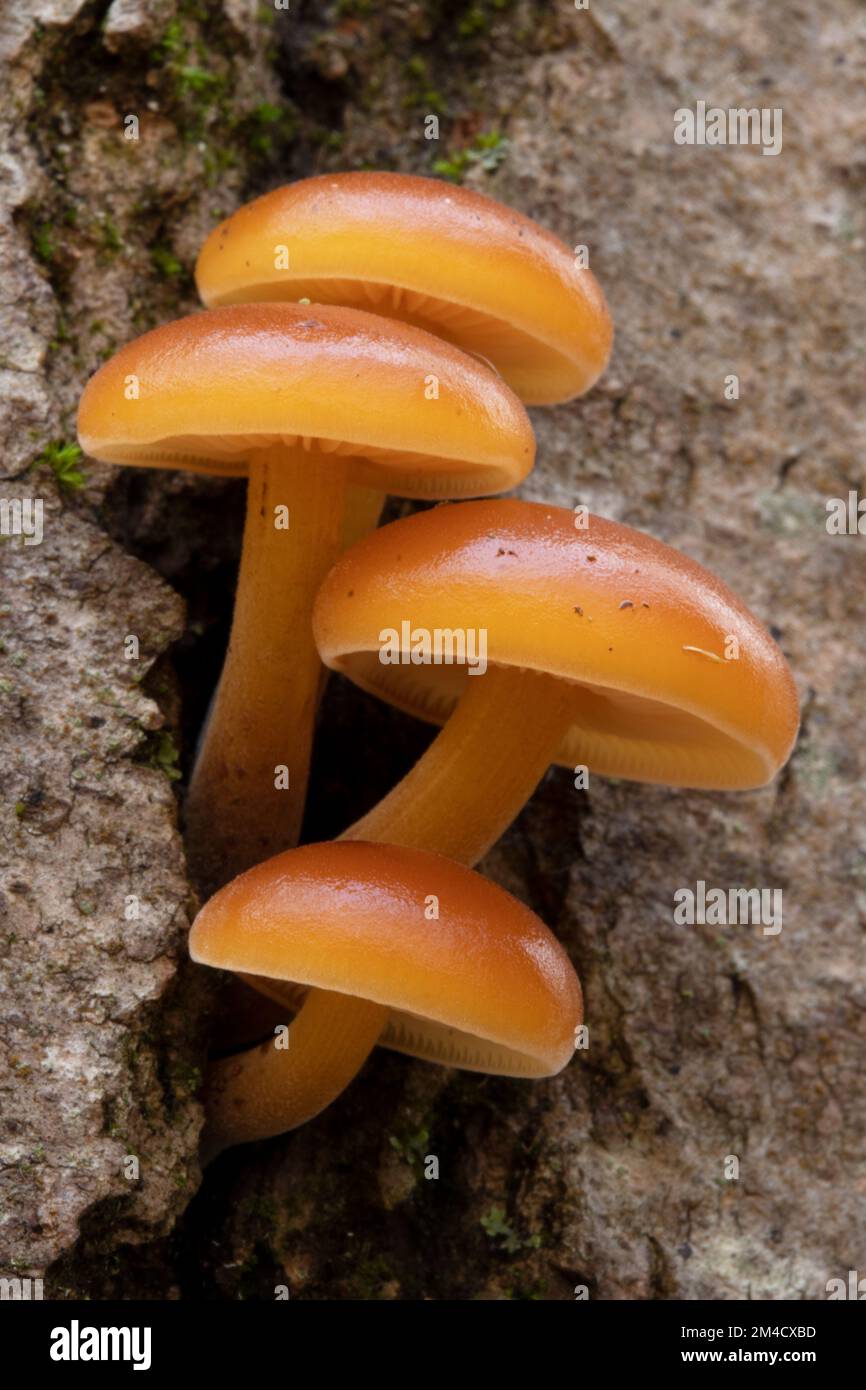 Autumn Enoki Mushrooms Stock Photo