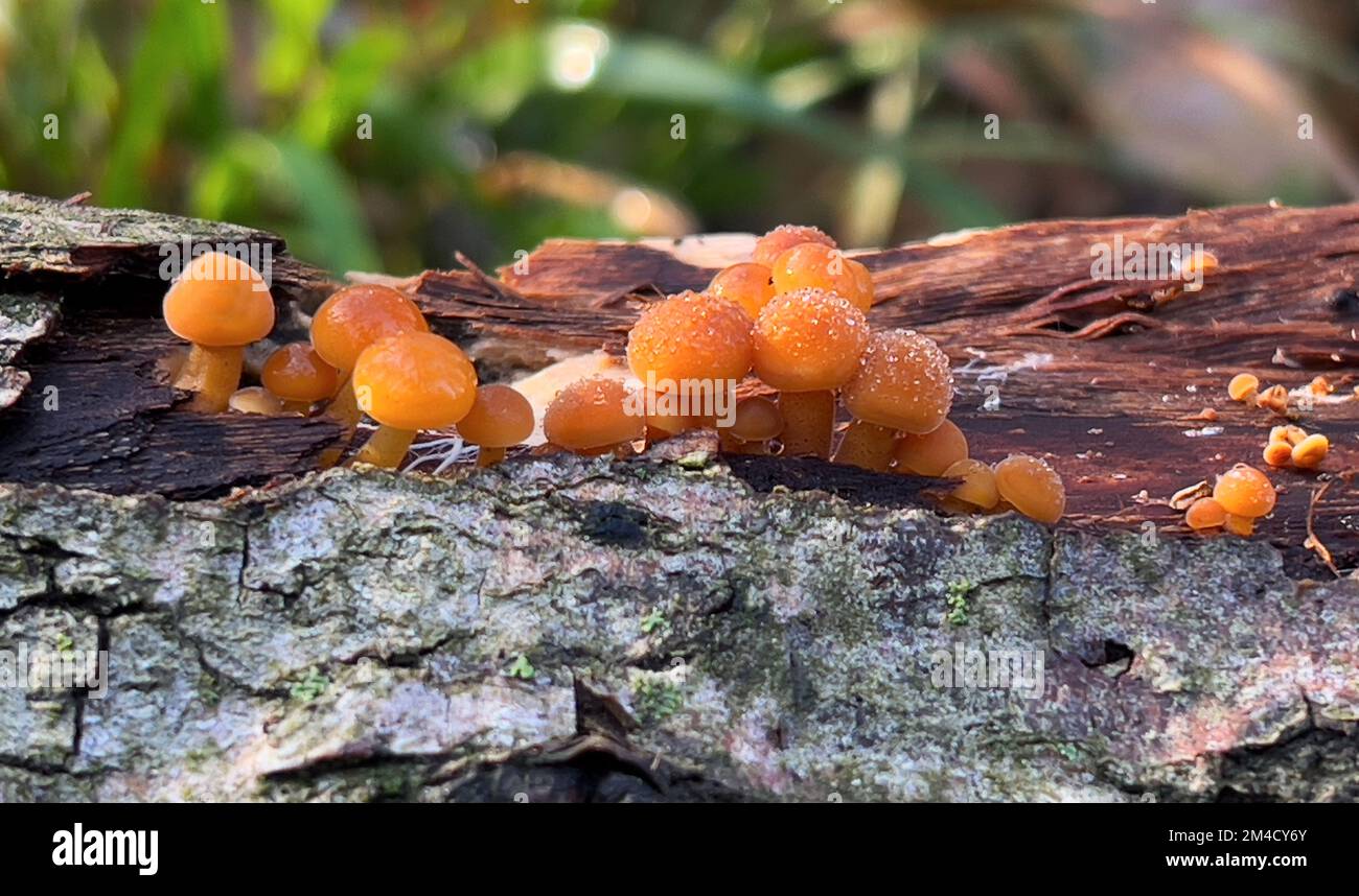 Autumn Enoki Mushrooms Stock Photo