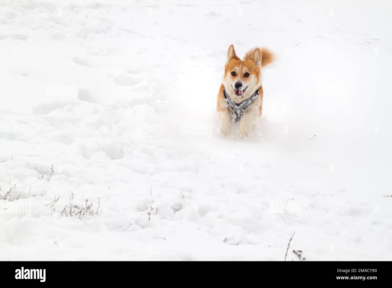 Portrait of a cute pembroke welsh corgi running outdoors in the snow. Traveling with a dog Stock Photo