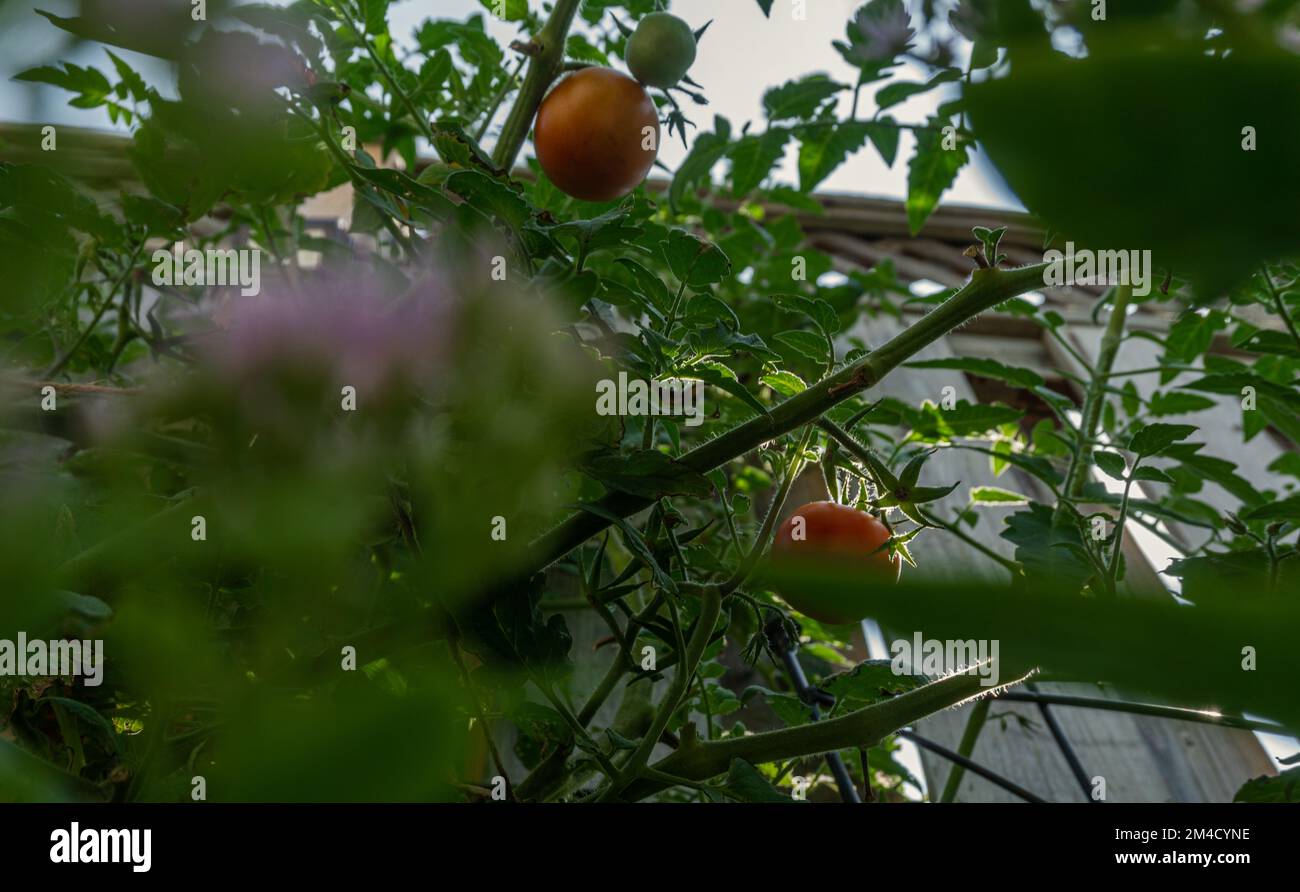 Low angle view of tomato plant with ripe and unripe tomatoes by a ...