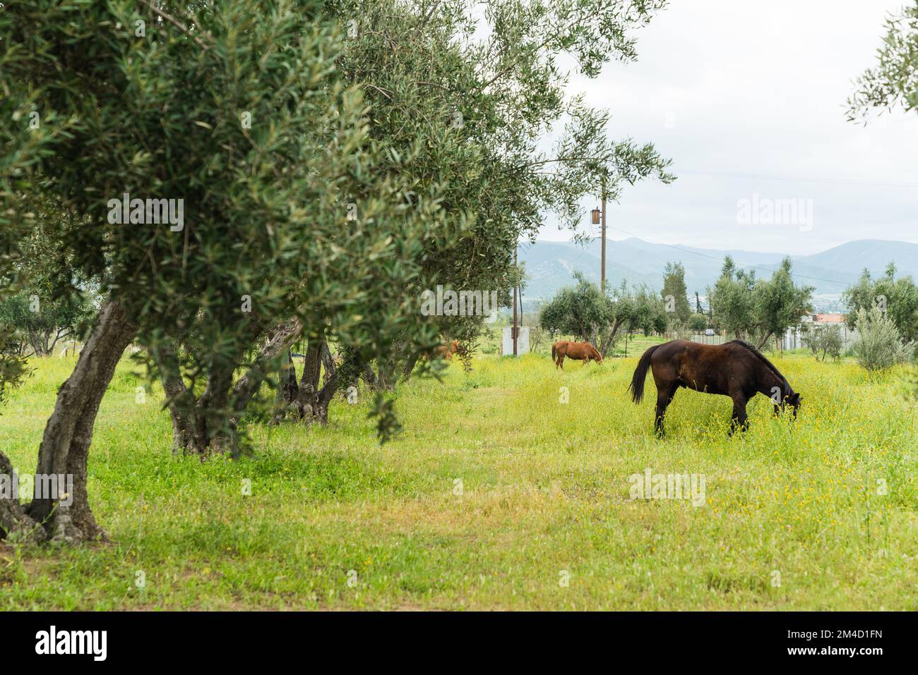 Group horses eating grass in hi-res stock photography and images - Alamy
