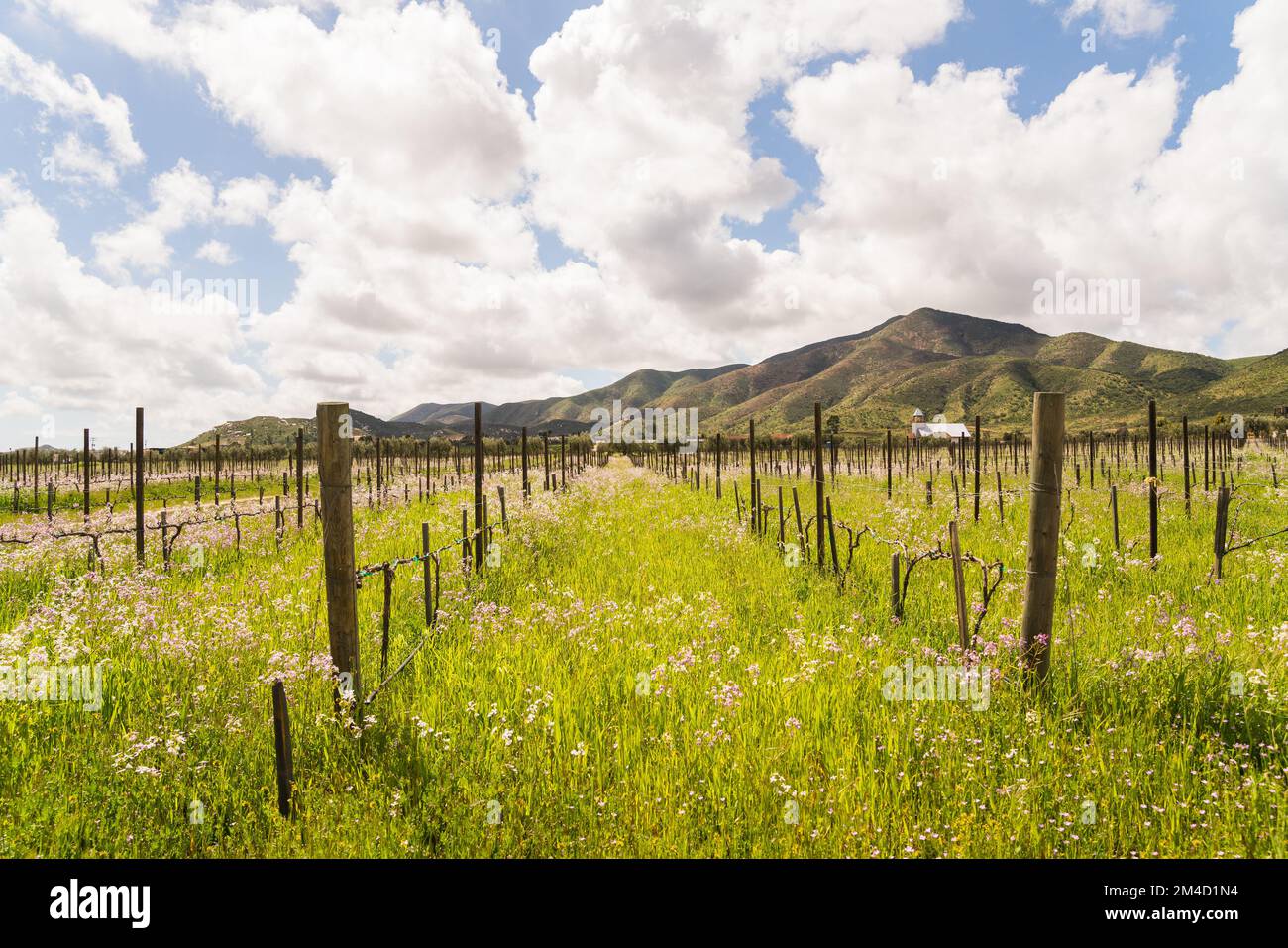 Wine region in Mexico Valle de Guadalupe Stock Photo Alamy