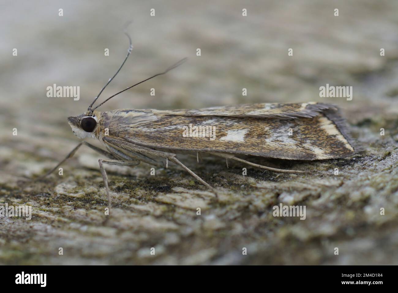 Closeup on a Mediterranean Beet Webworm moth, Loxostege sticticalis sitting on wood Stock Photo