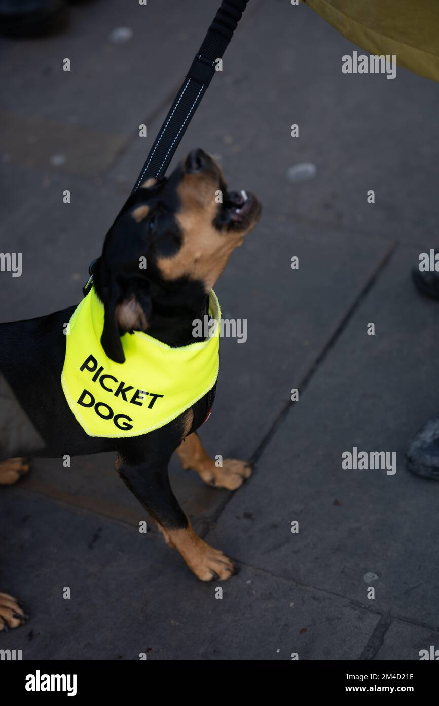 London, UK. 20th Dec, 2022. NHS Nurses strike, St Thomas Hospital London UK Credit: Ian Davidson/Alamy Live News Stock Photo