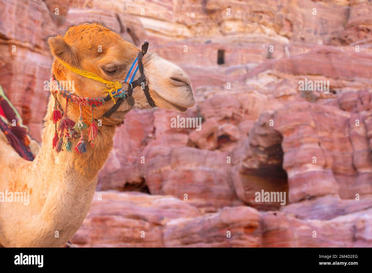 Camel close-up portrait under red rocks in Petra, Jordan Stock Photo