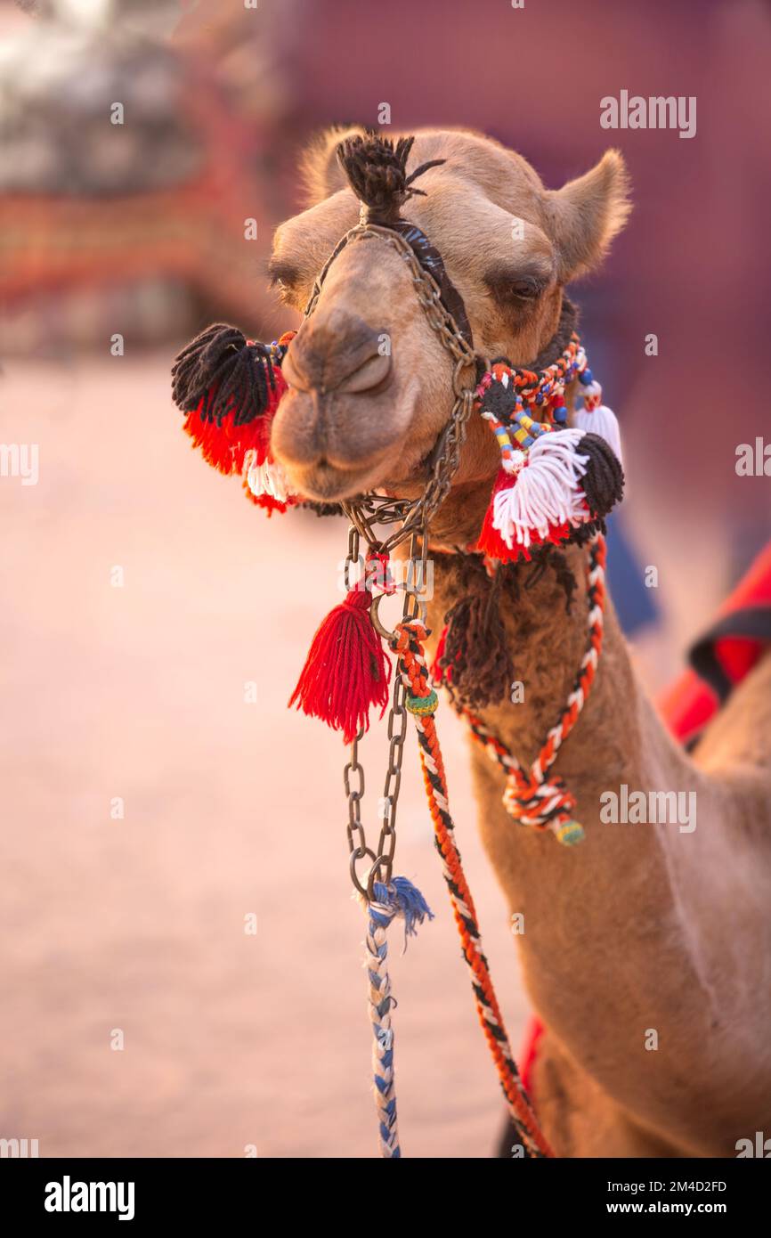 Camel close-up portrait under red rocks in Petra, Jordan Stock Photo