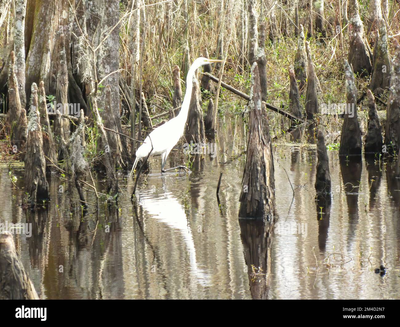 Louisiana swamp bird hi-res stock photography and images - Alamy