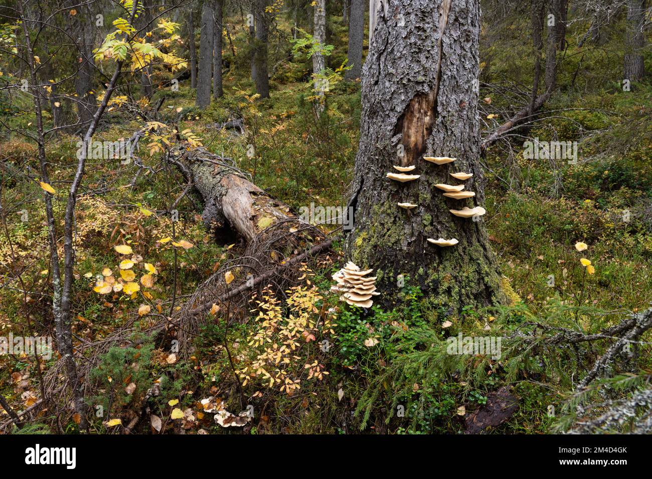 Wood fungus Climacocystis borealis growing on an old Spruce tree in Närängänvaara old-growth forest near Kuusamo, Northern Finland Stock Photo