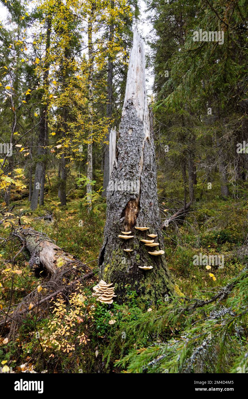 Wood fungus Climacocystis borealis growing on an old Spruce tree in Närängänvaara old-growth forest near Kuusamo, Northern Finland Stock Photo
