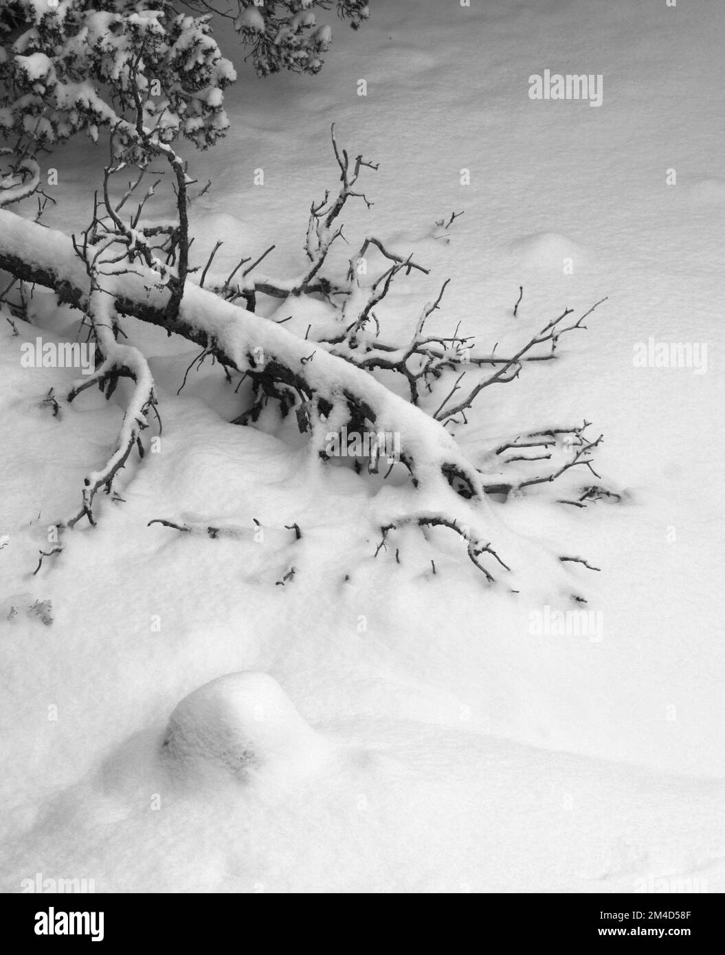 Snow Covers A Fallen Pinon Tree After A Storm In Santa Fe New Mexico seniors-tourism-black-and-white-stock-photos-images-alamy