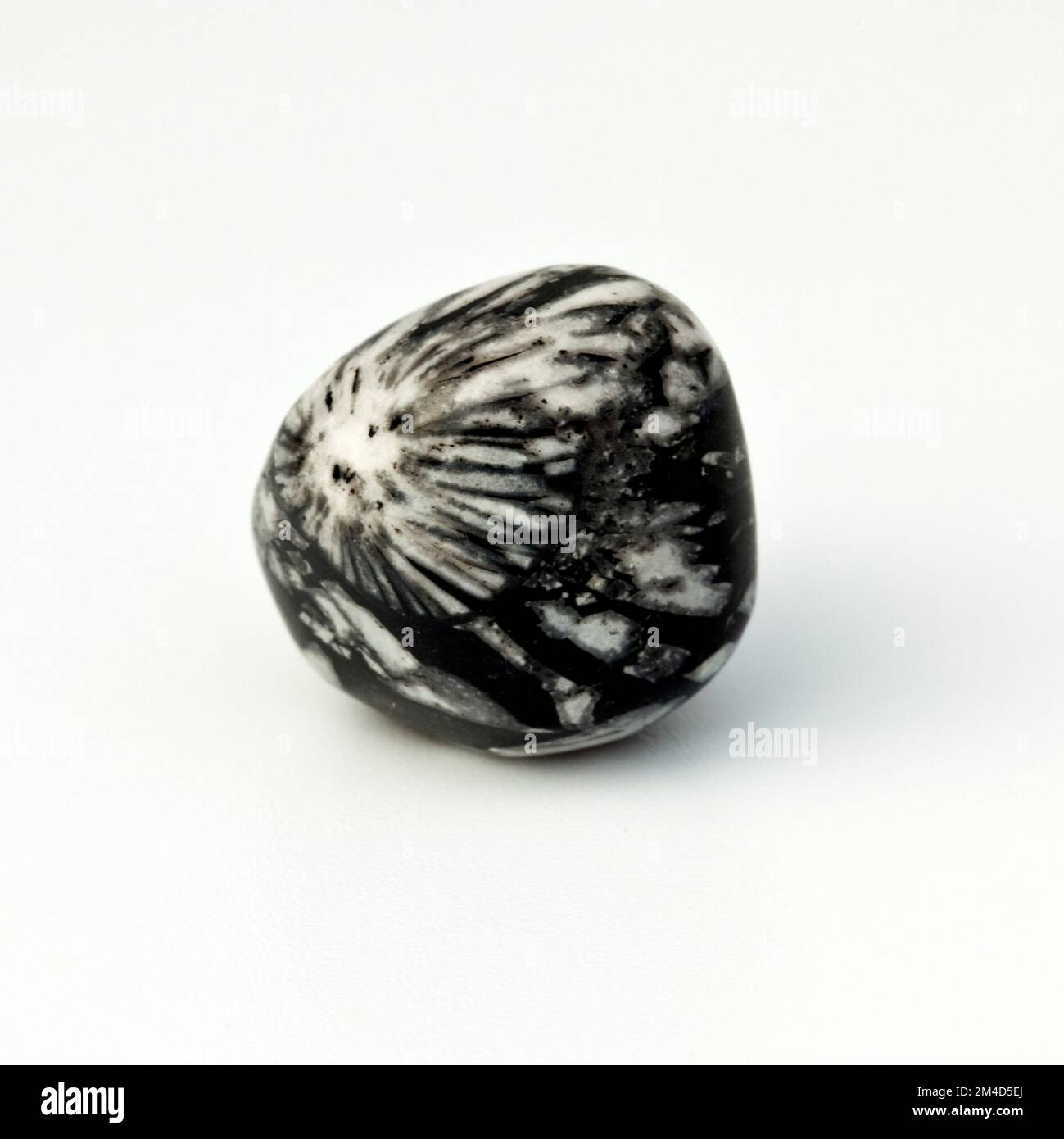 Macro close up colour photograph of 'Chrysanthemum Stone' the