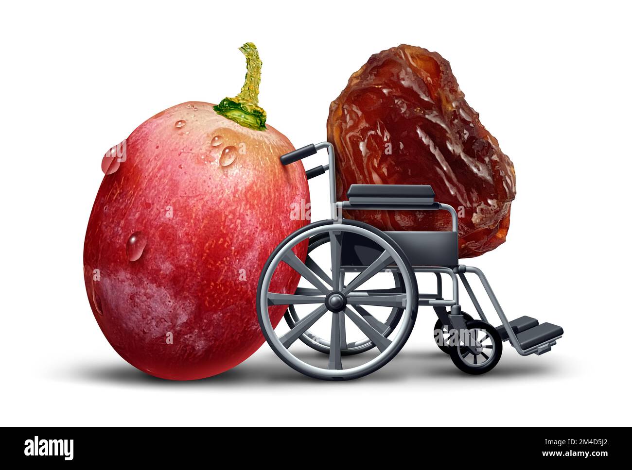 Elderly care concept as a young caregiver grape pushing a wheel chair or wheelchair carrying an old raisin as a funny  fruit image representing agiing Stock Photo
