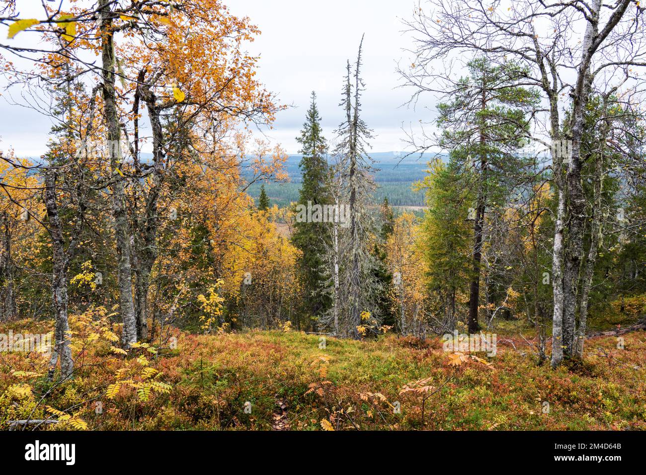 A colorful old-growth forest during fall foliage in Närängänvaara near Kuusamo, Northern Finland Stock Photo