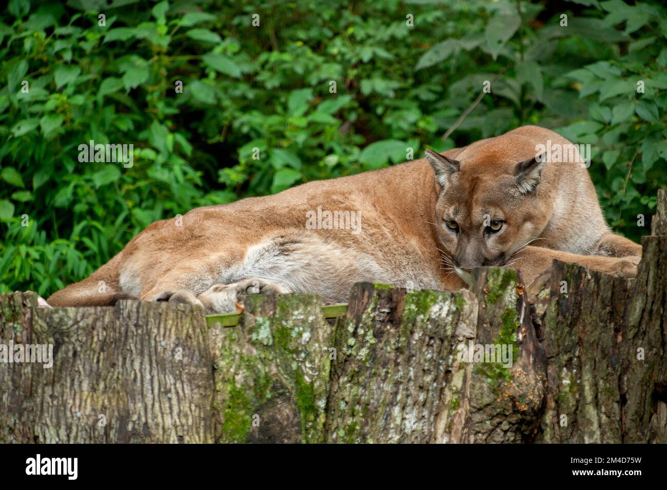 A cougar Puma concolor aka puma mountain lion or catamount in