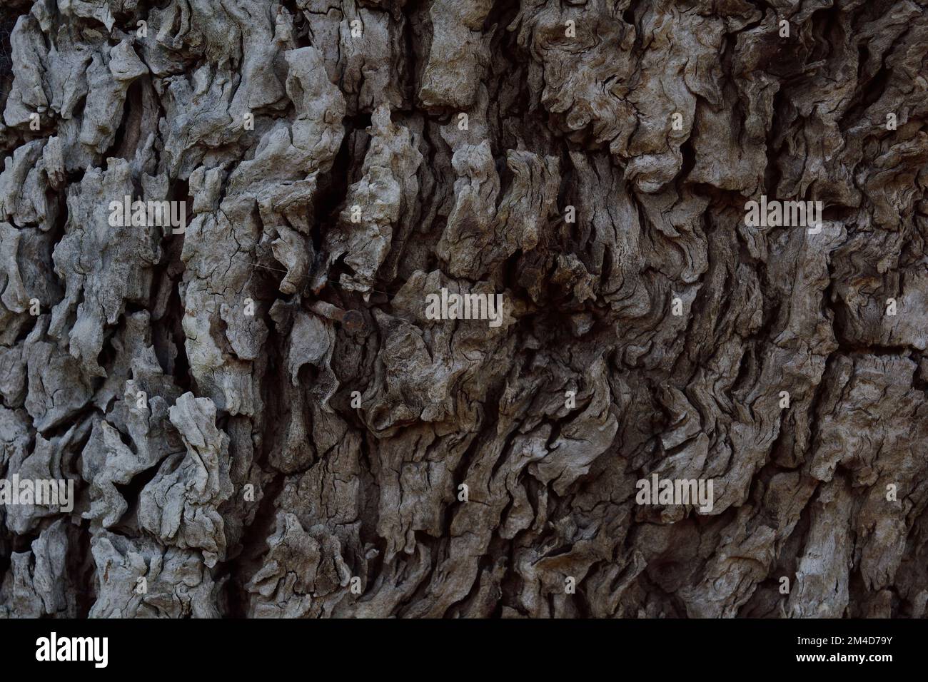 Old eucalyptus tree bark peeling off. Detailed cracked texture Stock