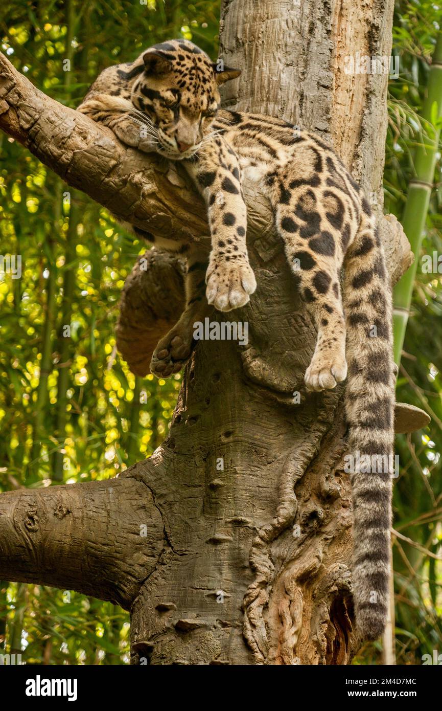 A sleeping clouded leopard (Neofelis nebulosa) in a tree at the