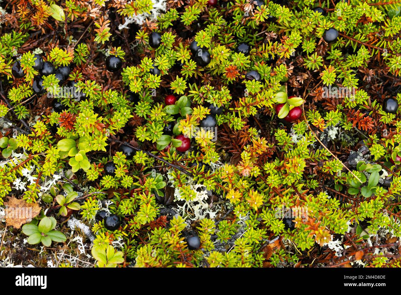 A mixture of ripe Black crowberries and Lingonberries in the middle of low evergreen shrubs in Urho Kekkonen National Park, Northern Finland Stock Photo