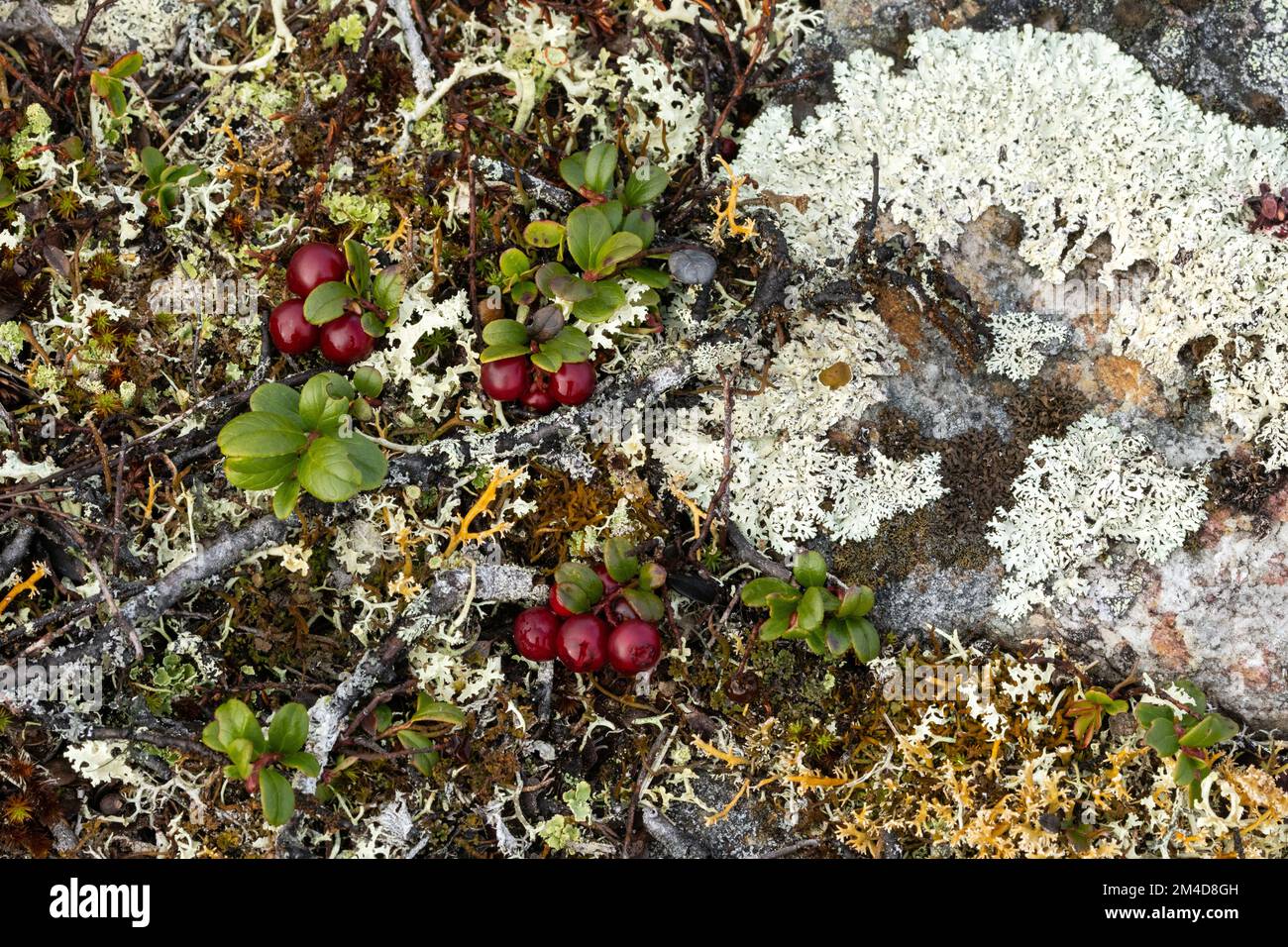 Ripe Lingonberries on a rocky ground on an autumn day in Urho Kekkonen National Park, Northern Finland Stock Photo