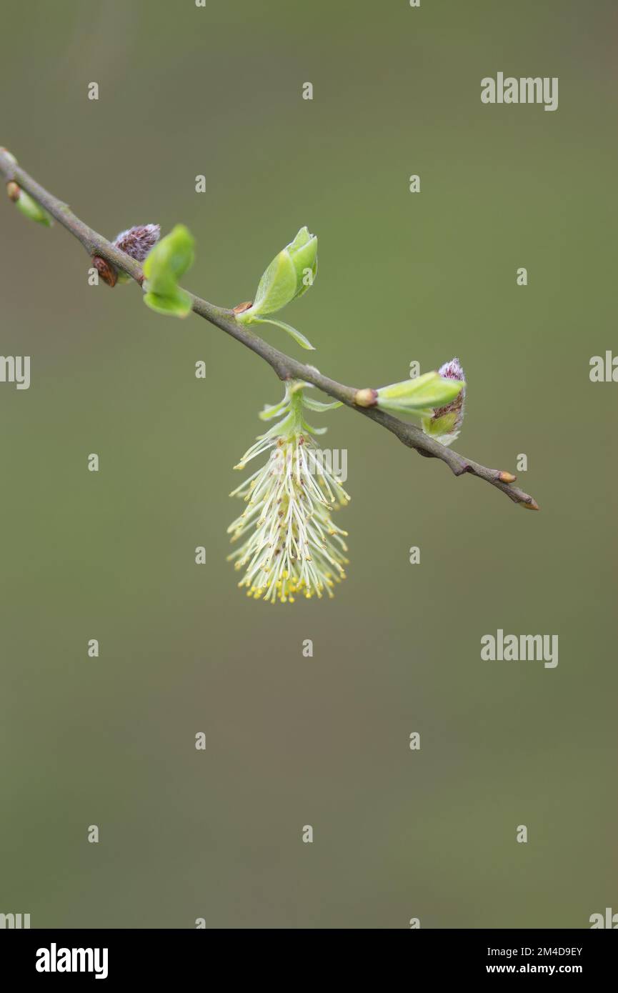 a Closeup on a springtime blossoming Willow catkin , Salix cinerea Stock Photo