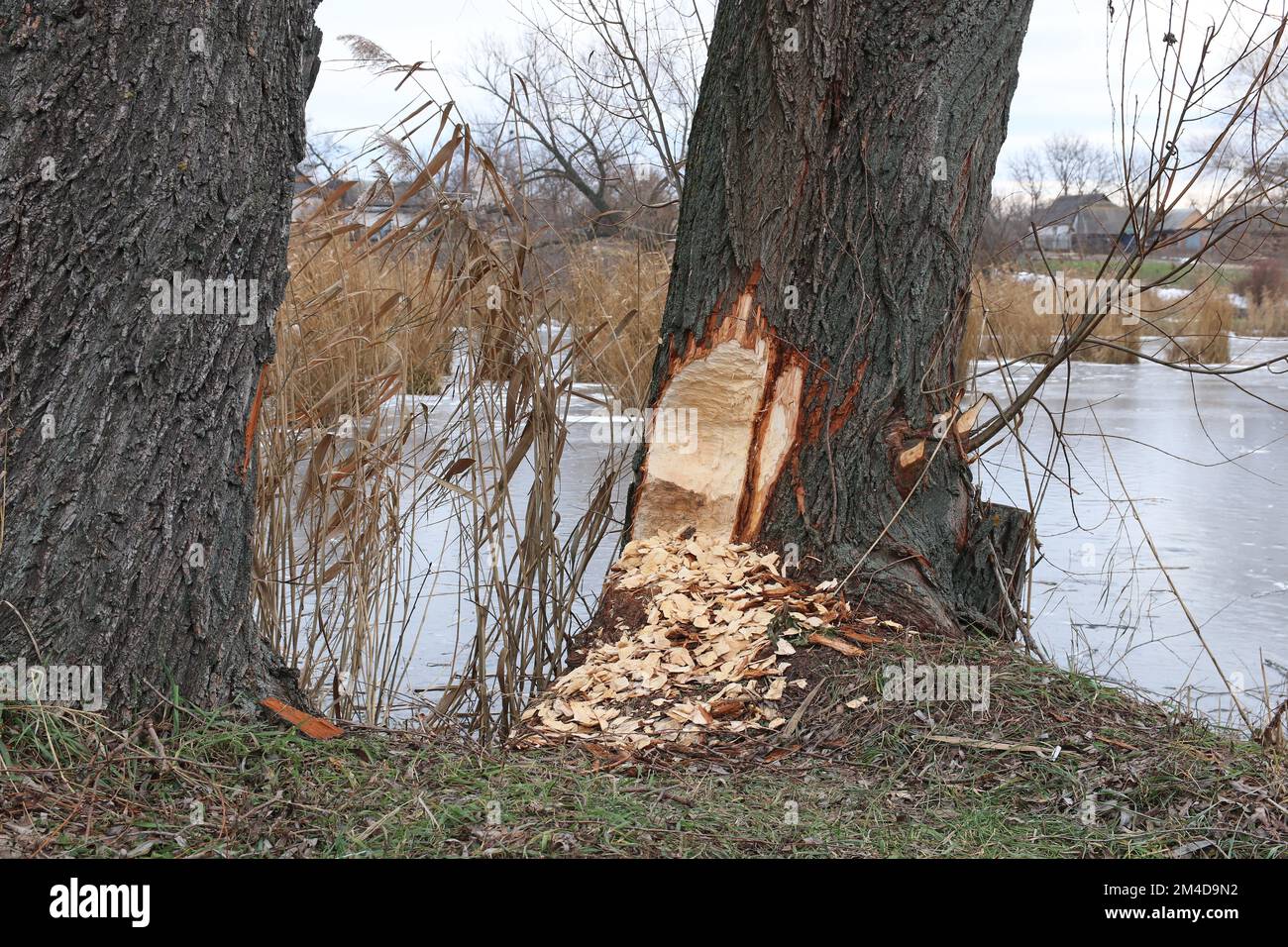 Tree gnawed by beavers. Damaged tree with animals teeth marks near river Stock Photo