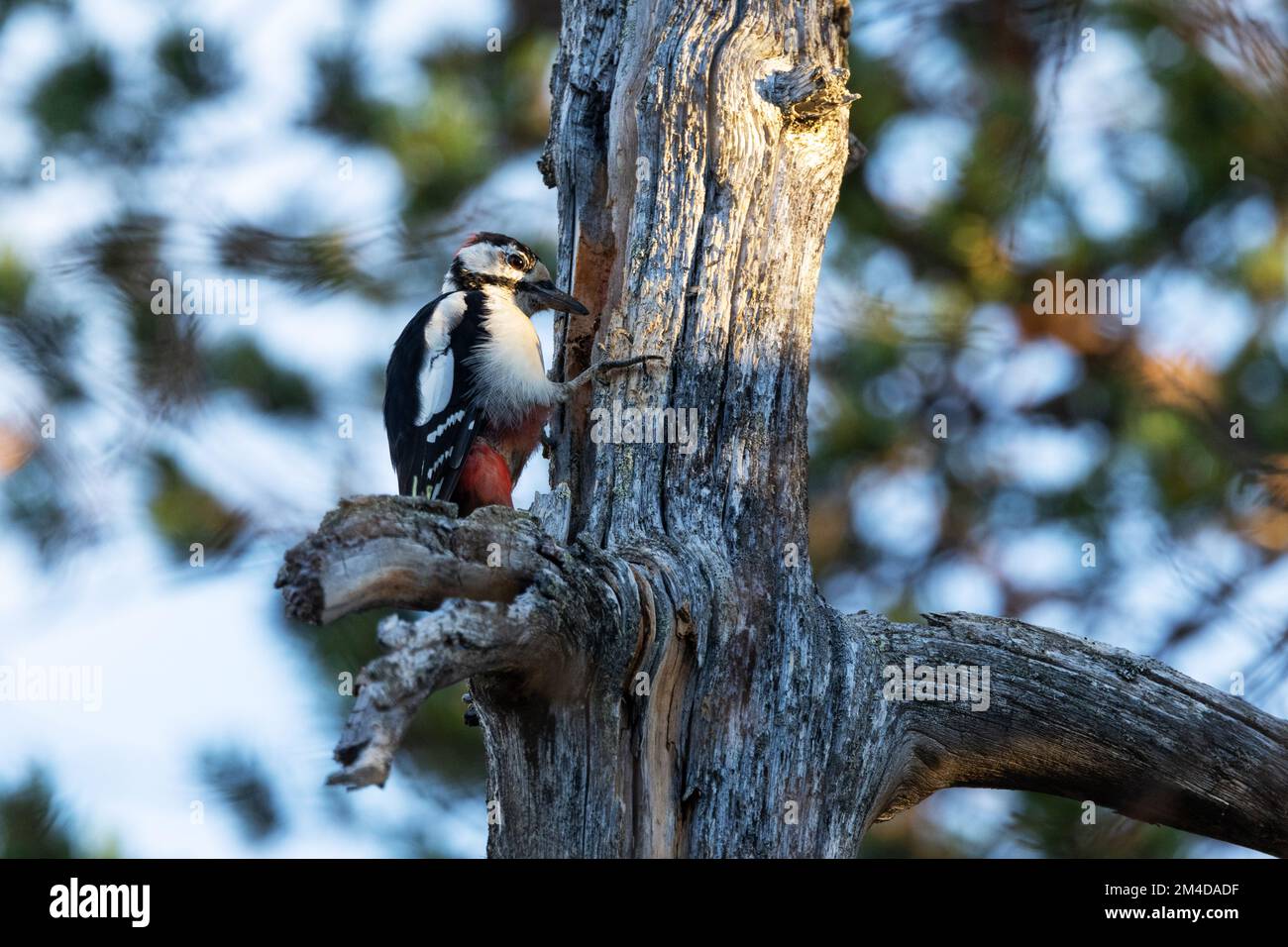 Great spotted woodpecker pecking on an old conifer tree in Urho Kekkonen National Park, Northern Finland Stock Photo