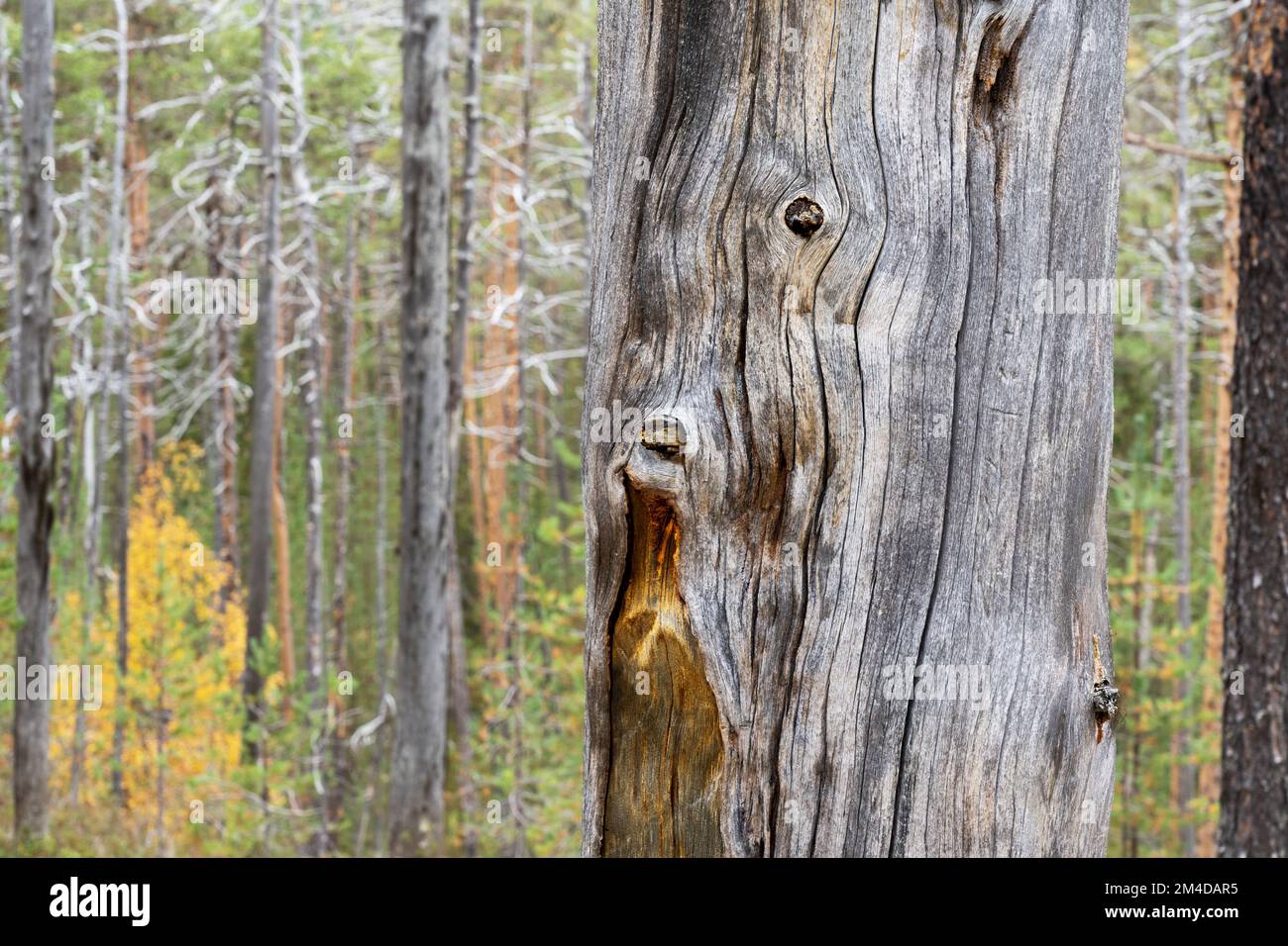 Old burn marks on a dead standing Pine tree trunk in Oulanka National