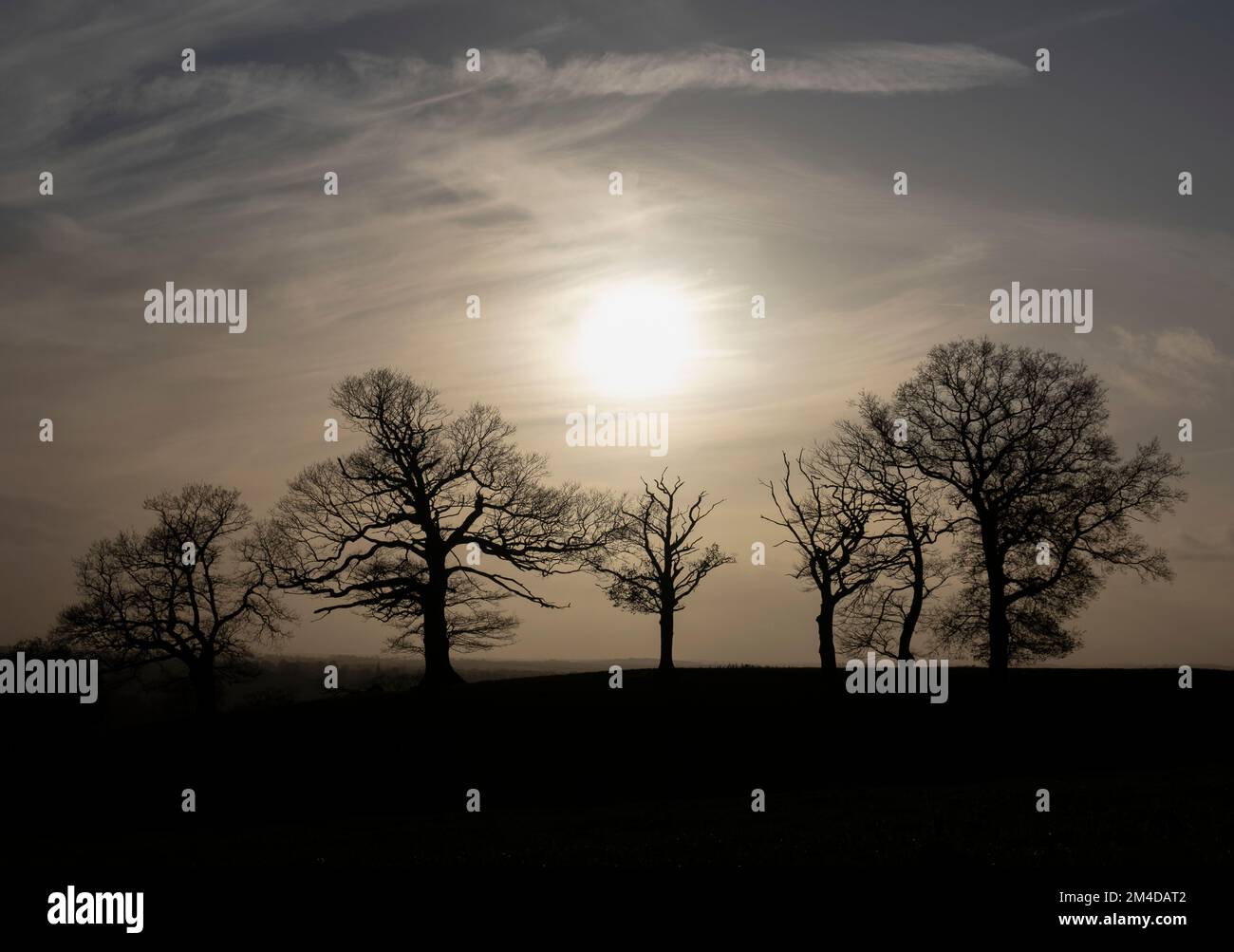 Winter sun setting on a row of bare trees in the Worcestershire countryside, England. Stock Photo