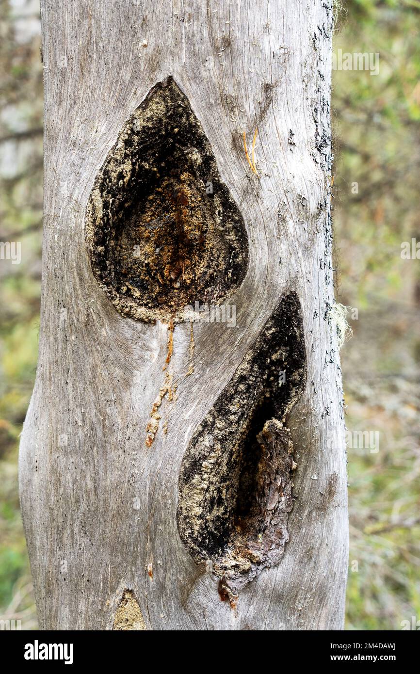 Old burn marks on a dead standing Pine tree trunk in Oulanka National