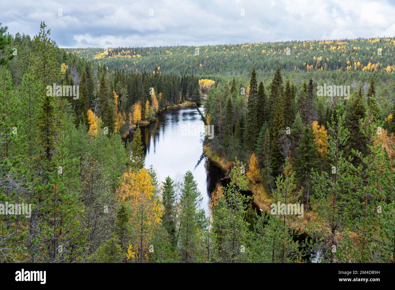 A view to river Oulankajoki and tall Spruce trees on an autumn day in Oulanka National Park, Northern Finland Stock Photo