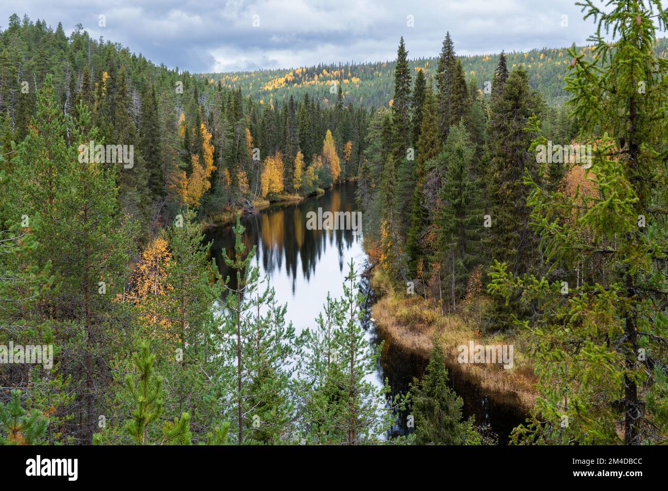 An autumnal old-growth taiga forest with colorful forest floor during fall  foliage in Northern Finland near Salla Stock Photo - Alamy