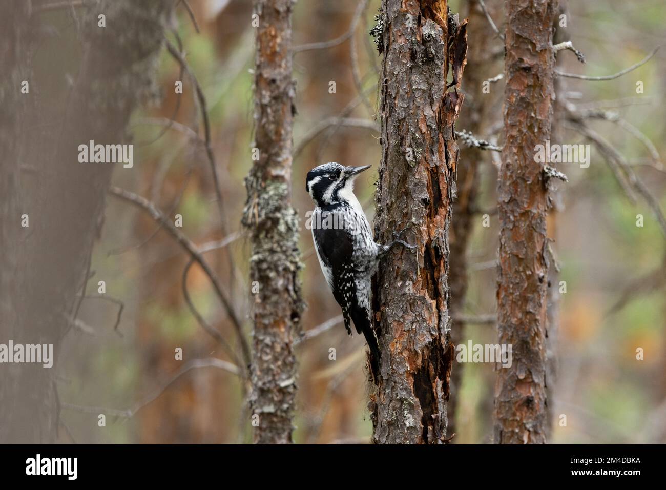 A female Three-toed woodpecker perched on a Pine tree in a forest in Oulanka National Park, Northern Finland Stock Photo