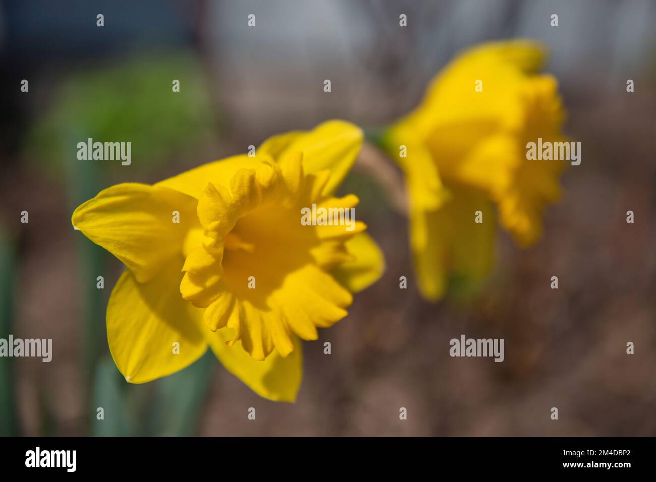 Closeup of yellow narcissus flowers outdoor against natural background Stock Photo