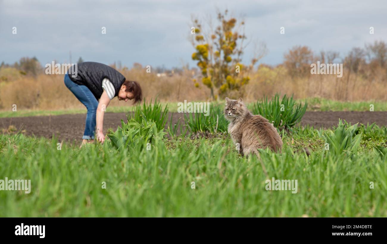 Gray cat hunt mice in green grass closeup Stock Photo