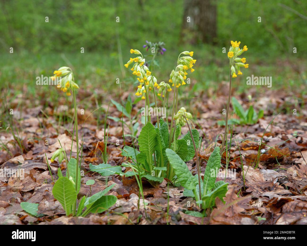 Common evening-primrose (Oenothera biennis) blooming in a forest Stock Photo