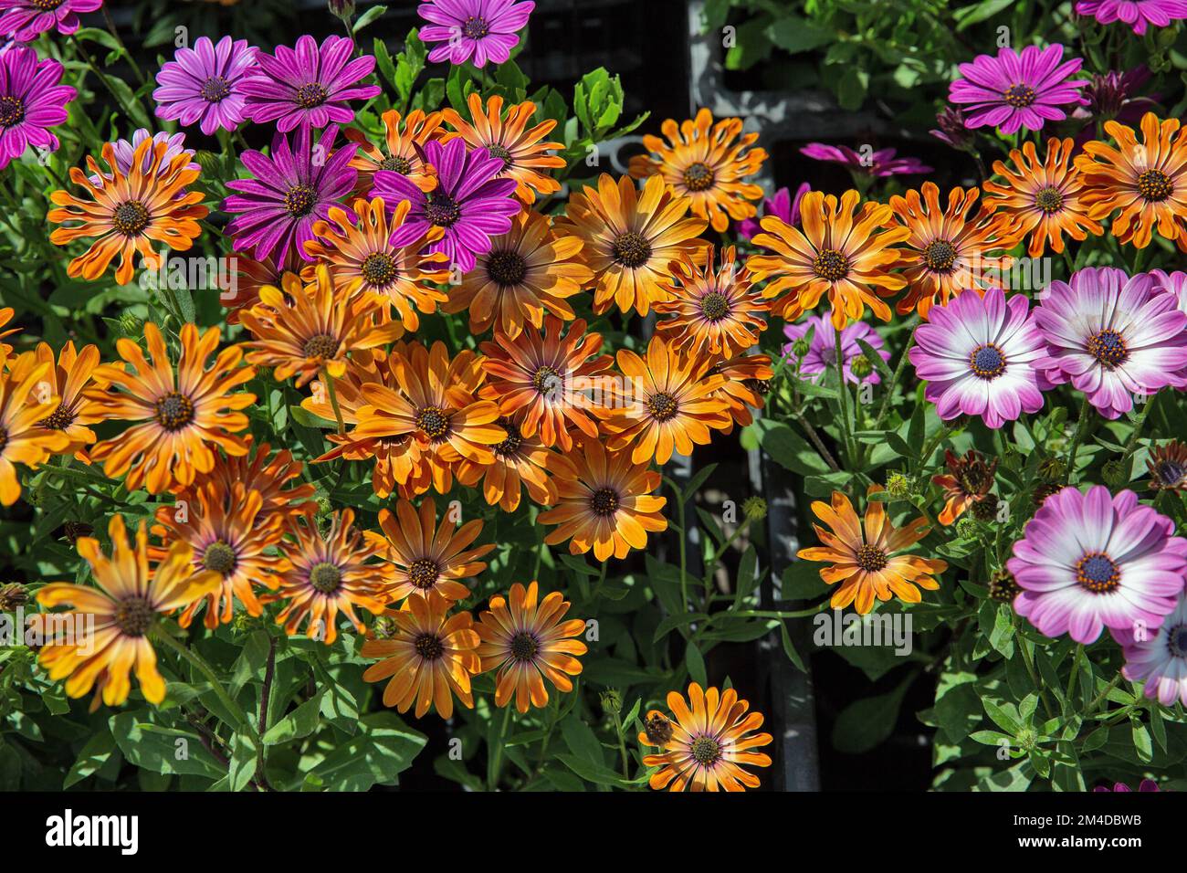 Orange and violet Rudbeckia hirta, commonly called black-eyed Susan decorative garden flowers closeup background Stock Photo