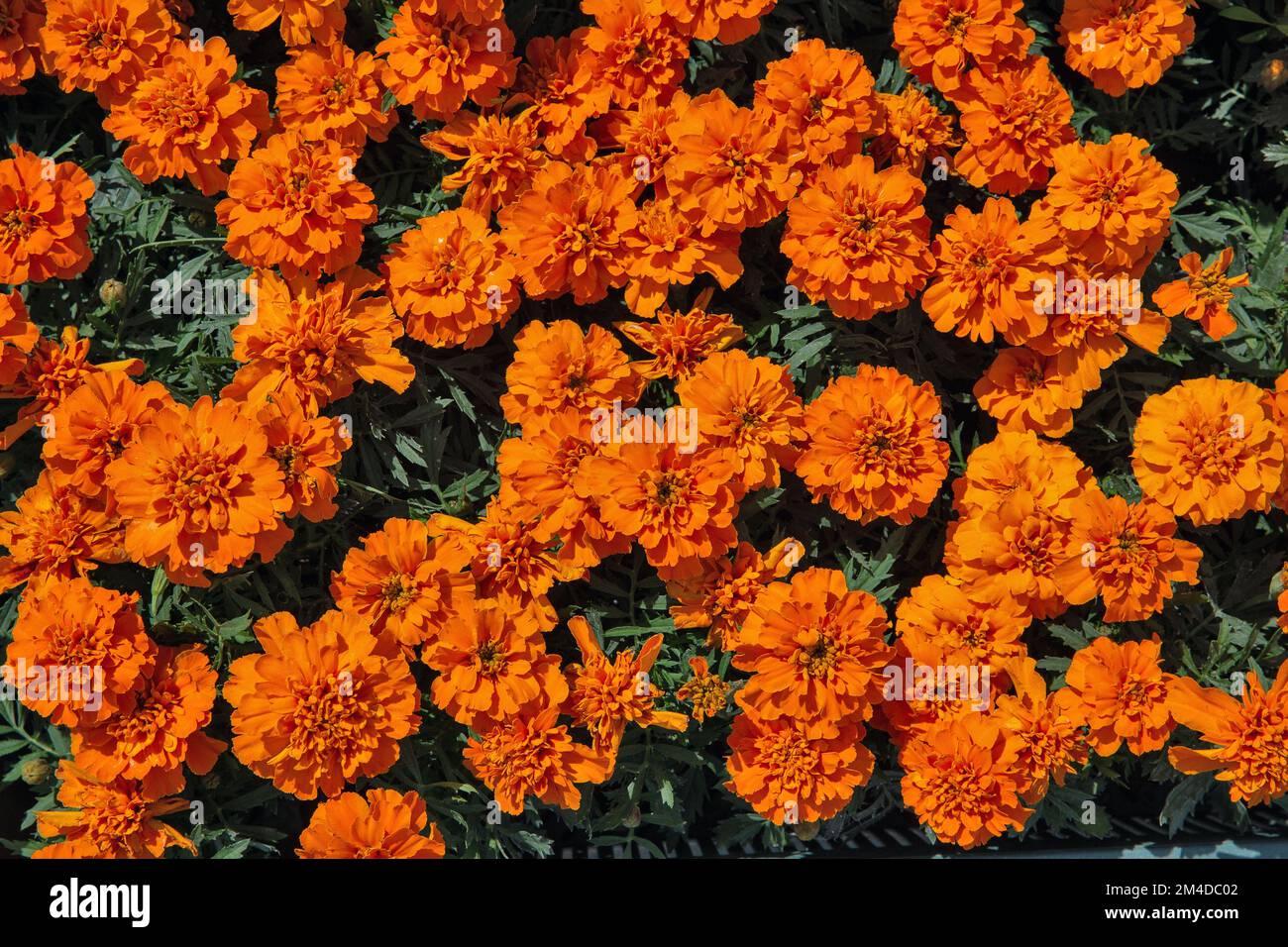 Orange marigold ( Tagetes erecta, Mexican marigold, Aztec marigold, African marigold ) flowers blooming background closeup Stock Photo