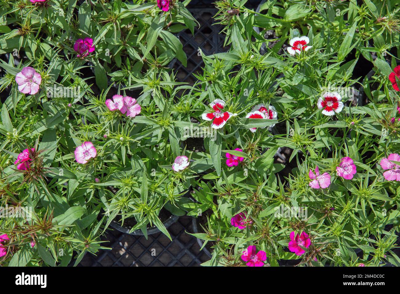 Fresh pink. red, white garden carnation flowers in plant pots in the garden center closeup. Stock Photo