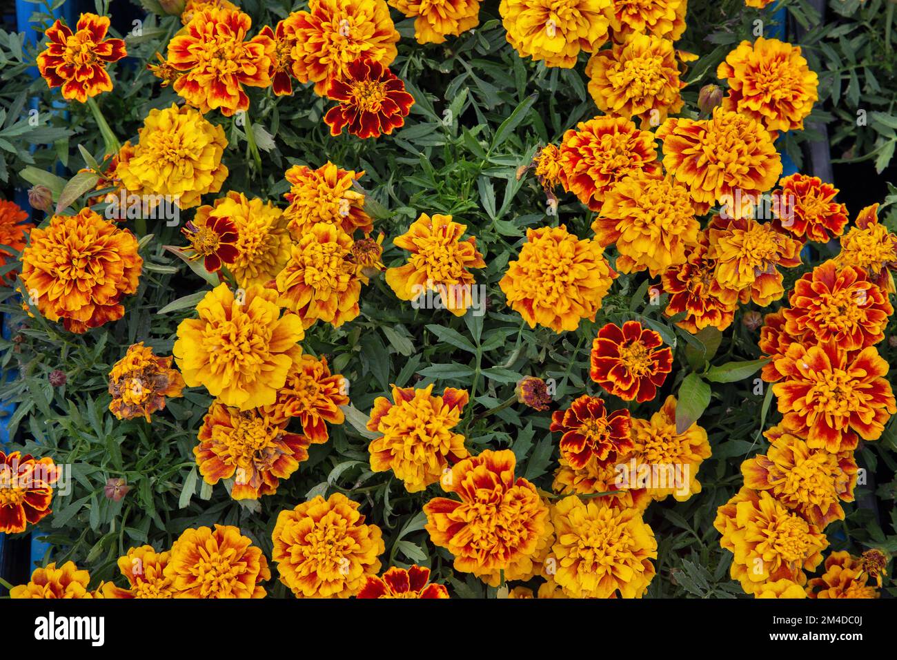 Orange marigold ( Tagetes erecta, Mexican marigold, Aztec marigold, African marigold ) flowers blooming background closeup Stock Photo