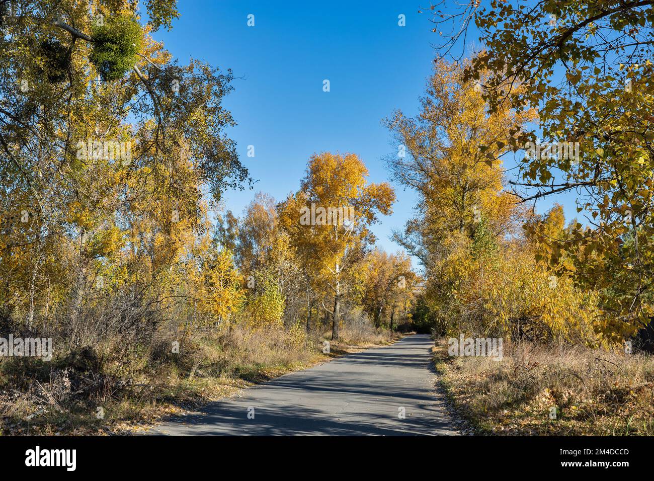 Landscape with empty asphalt road going into the autumn forest Stock Photo