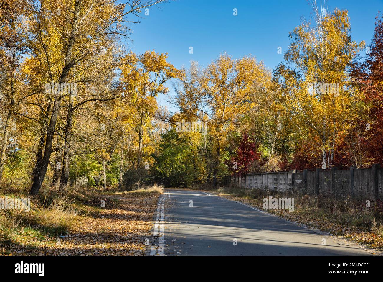 Landscape with empty asphalt road going into the autumn forest Stock Photo